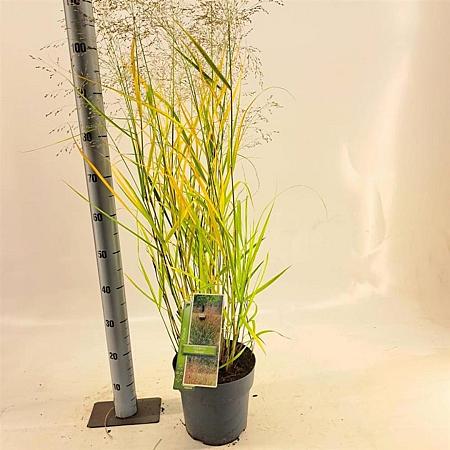 Panicum virgatum 'Squaw' Pot 6 Liter 60 - 80 cm