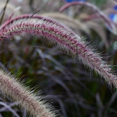 Pennisetum advena 'Rubrum' Pot 3 liter 25-30cm