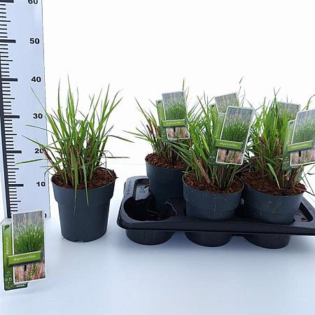Pennisetum alopecuroides Pot 2 liter 25-30cm