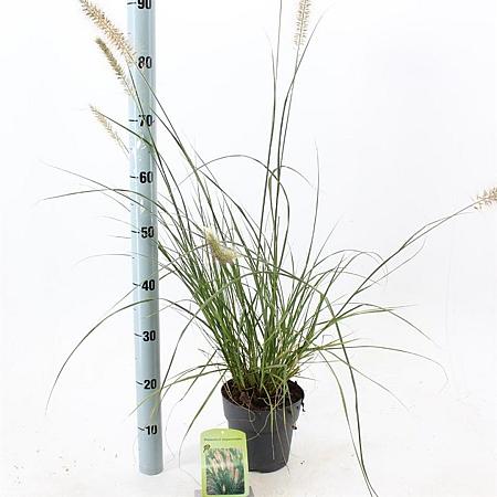 Pennisetum alopecuroides Pot 2 liter 25-30cm