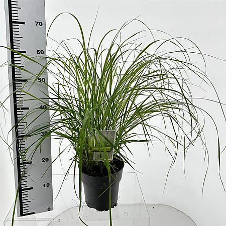 Pennisetum alopecuroides Pot 3 liter 25-30cm