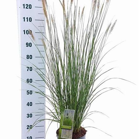 Pennisetum alopecuroides Pot 6 liter 30 - 40 cm