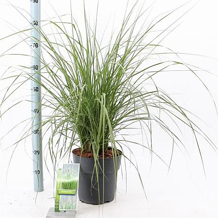 Pennisetum alopecuroides Pot 6 liter 30 - 40 cm