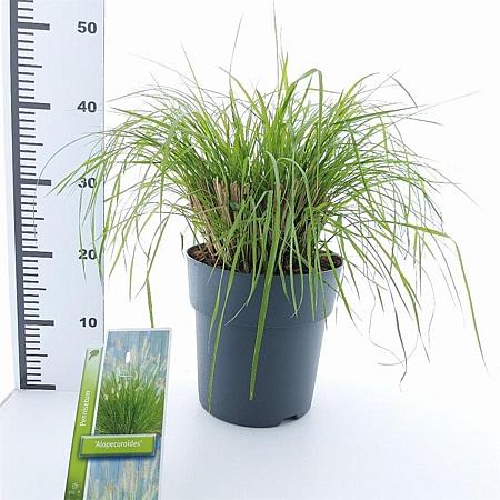 Pennisetum alopecuroides Pot 6 liter 30 - 40 cm