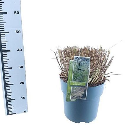 Pennisetum al. 'Black Beauty' Pot 12 liter 30 - 40 cm