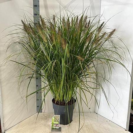 Pennisetum al. 'Black Beauty' Pot 12 liter 30 - 40 cm