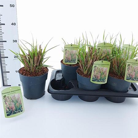 Pennisetum al. 'Black Beauty' Pot 2 liter 25-30cm
