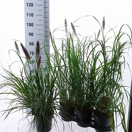Pennisetum al. 'Black Beauty' Pot 3 liter 25-30cm