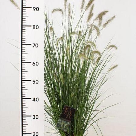 Pennisetum al. 'Hameln' Pot 3 Liter 40 - 50 cm