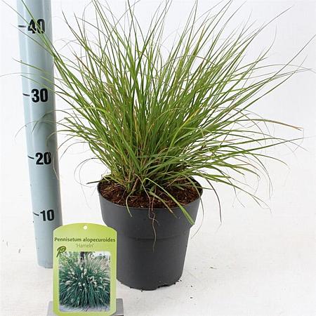 Pennisetum al. 'Hameln' Pot 2 liter 25-30cm
