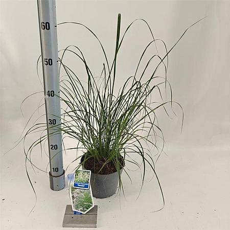 Pennisetum al. 'Hameln' Pot 2 liter 25-30cm