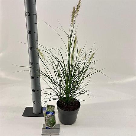 Pennisetum al. 'Hameln' Pot 2 liter 25-30cm
