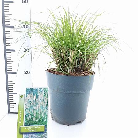 Pennisetum al. 'Hameln' Pot 6 liter 30 - 40 cm