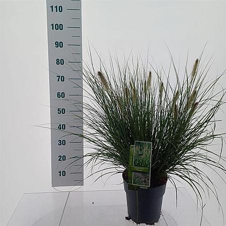 Pennisetum al. 'Hameln' Pot 6 liter 30 - 40 cm