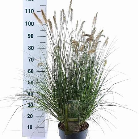 Pennisetum al. 'Hameln' Pot 6 liter 30 - 40 cm
