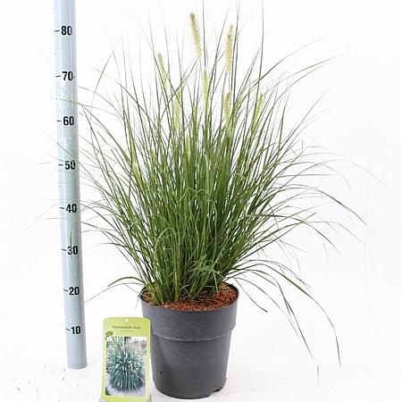 Pennisetum al. 'Hameln' Pot 6 liter 30 - 40 cm