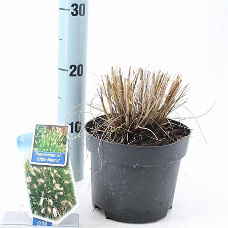 Pennisetum al. 'Little Bunny' Pot 2 liter 25-30cm
