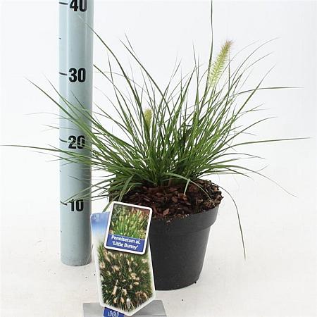 Pennisetum al. 'Little Bunny' Pot 2 liter 25-30cm