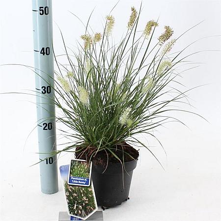 Pennisetum al. 'Little Bunny' Pot 2 liter 25-30cm