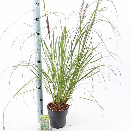 Pennisetum al. 'Red Head' Pot 2 liter 25-30cm