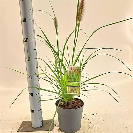 Pennisetum al. 'Red Head' Pot 2 liter 25-30cm