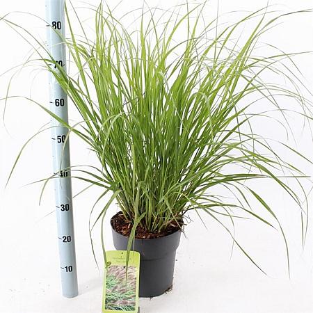 Pennisetum al. 'Red Head' Pot 6 liter 30 - 40 cm