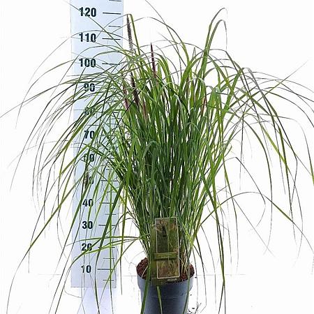 Pennisetum al. 'Red Head' Pot 6 liter 30 - 40 cm