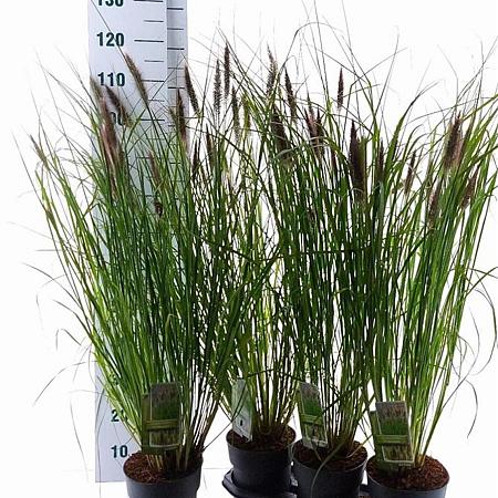 Pennisetum alopecuroides viridesc. Pot 3 Liter 30 - 40 cm