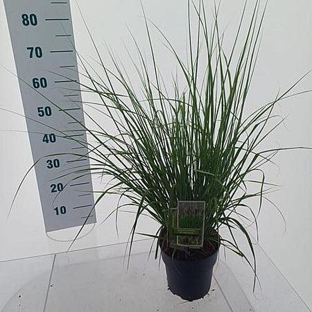 Pennisetum alopecuroides viridesc. Pot 3 Liter 30 - 40 cm