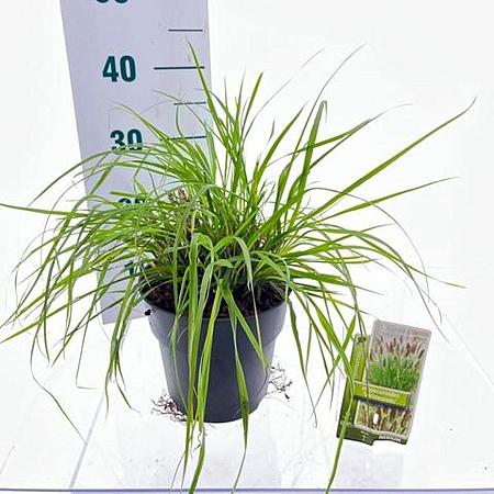 Pennisetum alopecuroides viridesc. Pot 3 Liter 30 - 40 cm