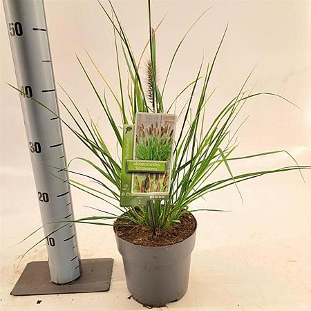 Pennisetum alopecuroides viridesc. Pot 2 liter 25-30cm