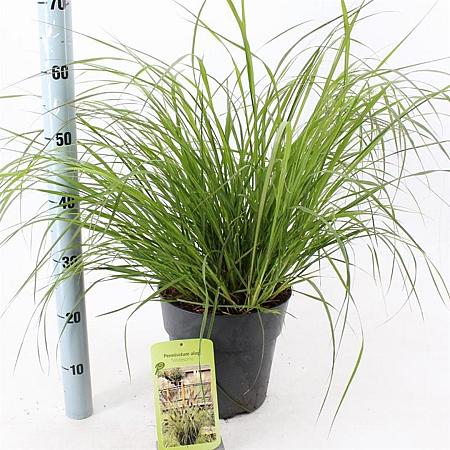 Pennisetum alopecuroides viridesc. Pot 6 liter 30 - 40 cm