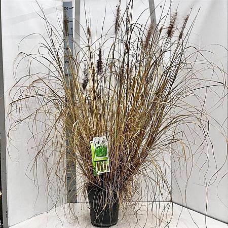 Pennisetum alopecuroides viridesc. Pot 6 liter 30 - 40 cm