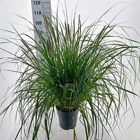 Pennisetum alopecuroides viridesc. Pot 6 liter 30 - 40 cm