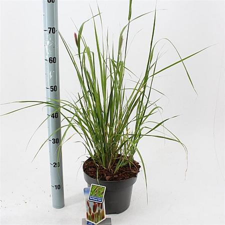 Pennisetum massaicum Pot 5 Liter 30 - 40 cm