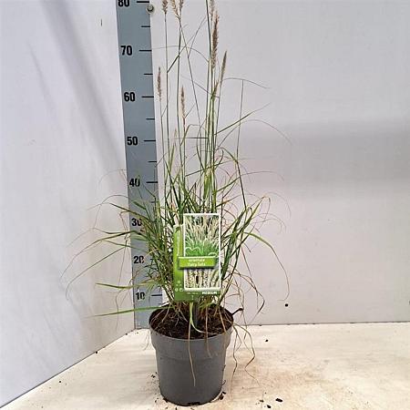 Pennisetum or. 'Fairy Tails' Pot 2 liter 25-30cm