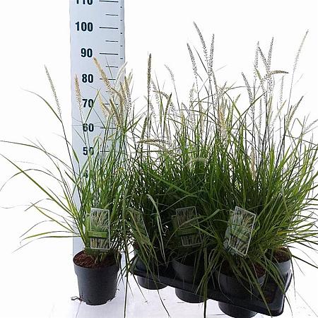 Pennisetum or. 'Fairy Tails' Pot 2 liter 25-30cm