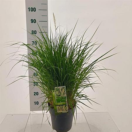 Pennisetum or. 'Fairy Tails' Pot 6 liter 30 - 40 cm