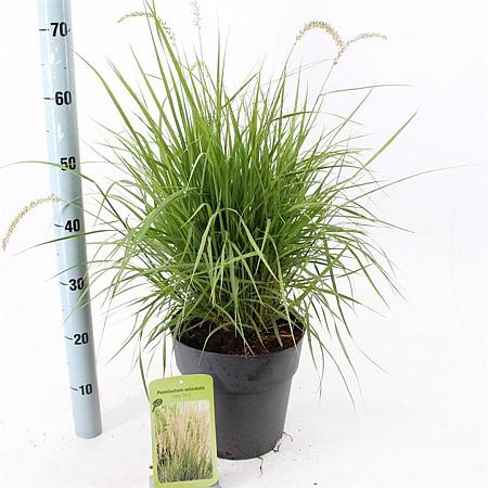 Pennisetum or. 'Fairy Tails' Pot 6 liter 30 - 40 cm
