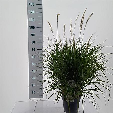Pennisetum or. 'Fairy Tails' Pot 6 liter 30 - 40 cm