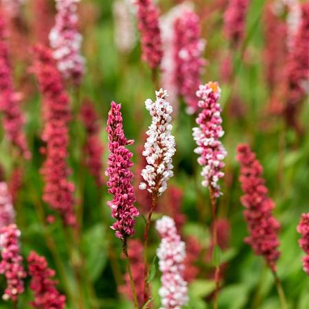 Persicaria aff. 'Darjeeling Red' Pot 2 Liter