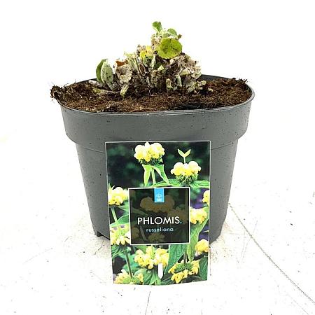 Phlomis russeliana Pot 2 Liter