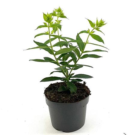 Phlox (P) 'David' Pot 2 Liter