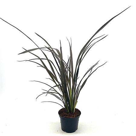 Phormium 'Dark Delight' Pot 2 Liter40 - 50 cm