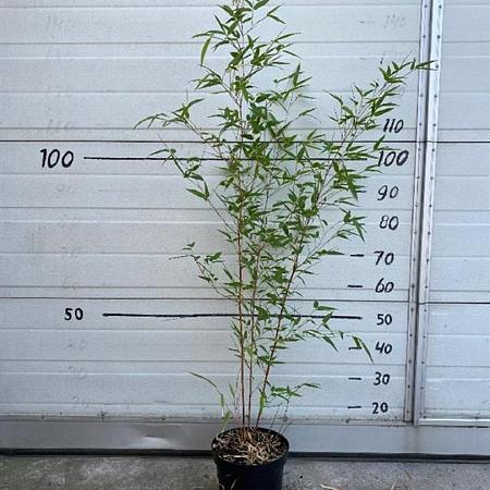 Phyllostachys aureos. 'Aureocaulis' Pot 5 Liter 80 - 100 cm