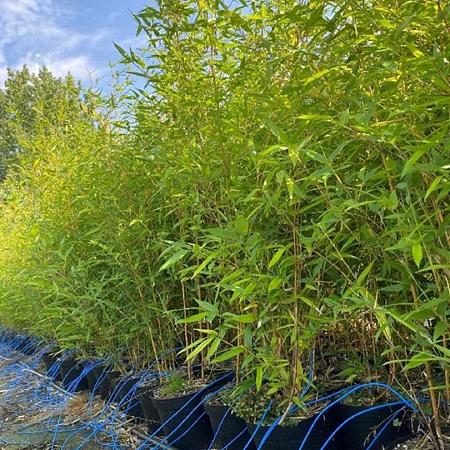 Phyllostachys aureos. 'Aureocaulis' Pot 5 Liter 80 - 100 cm