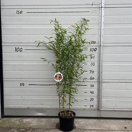 Phyllostachys aureos. 'Aureocaulis' Pot 5 Liter 80 - 100 cm