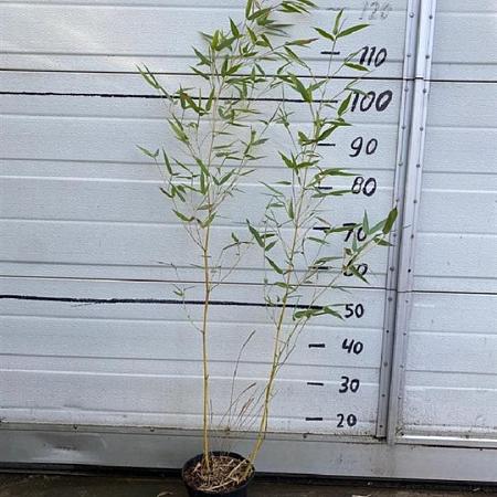 Phyllostachys aureos. 'Aureocaulis' Pot 2 Liter60 - 80 cm