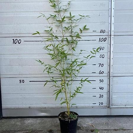 Phyllostachys aureos. 'Spectabilis' Pot 5 Liter 80 - 100 cm