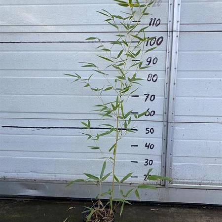 Phyllostachys aureos. 'Spectabilis' Pot 2 Liter60 - 80 cm